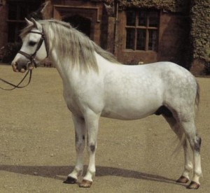 waleský horský pony